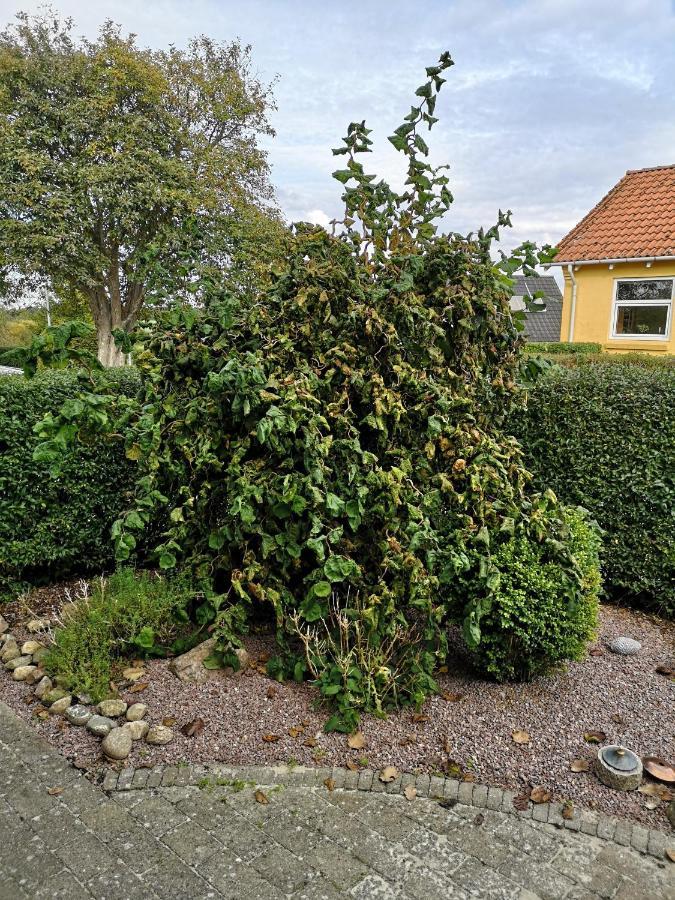 Safine B&B Faaborg Exterior photo